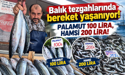 Balık tezgahlarında bereket yaşanıyor! Palamut 100 liraya düştü, hamsi bolluğu sevindirdi