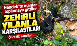Hendek’te mantar toplamaya gittiler, zehirli yılanla karşılaştılar!