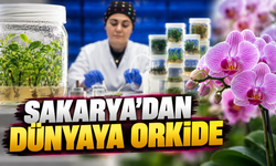 Sakarya’dan dünyaya orkide: Hendek’te üretiliyor, Hollanda üzerinden ihraç ediliyor