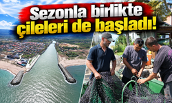 Sezonla birlikte çileleri de başladı! Sakaryalı balıkçılardan liman çağrısı