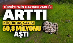 Türkiye'nin hayvan varlığı arttı: Küçükbaş sayısı 60,8 milyonu aştı