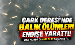 Çark Deresi’nde balık ölümleri endişe yarattı! 2021 yılında da aynı olay yaşanmıştı...