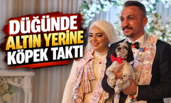 Trabzon’da düğünde şaşırtan takı! Damada altın yerine av köpeği yavrusu hediye edildi
