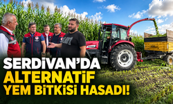Serdivan’da alternatif yem bitkisi hasadı!