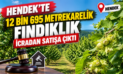 Hendek’te 12 bin 695 metrekarelik fındıklık icradan satışa çıktı