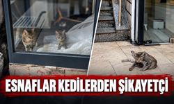 Esnaflar kedilerden şikayetçi