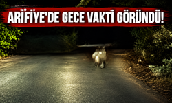 Arifiye’de gece yol ortasında ayı sürprizi