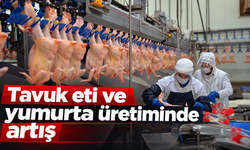 Tavuk eti ve yumurta üretiminde artış