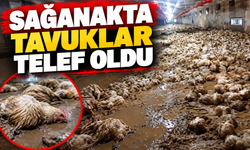 Yüzlerce tavuk telef oldu!