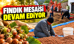 Sakarya'nın yüksek kesimlerinde fındık mesaisi devam ediyor