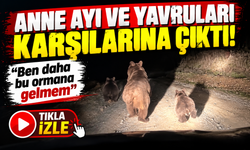 Anne ayı ve yavruları karşılarına çıktı: “Ben daha bu ormana gelmem”