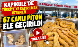 Kapıkule'de şaşkına çeviren kaçakçılık! 67 canlı piton ele geçirildi