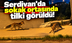 Serdivan'da sokak ortasında tilki görüldü!