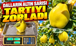 Geyve'de şaşırtan hasat! İki ayva neredeyse 2 kilo geldi
