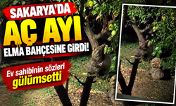 Sakarya'da aç ayı elma bahçesine girdi! Ev sahibinin sözleri gülümsetti