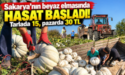 Sakarya’da Coğrafi İşaretli Bal Kabağında Hasat Başladı
