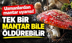 Uzmanlardan mantar uyarısı! Tek bir mantar bile öldürebilir