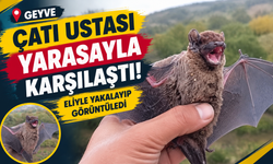 Gece kuşunu eliyle yakalayıp görüntüledi!