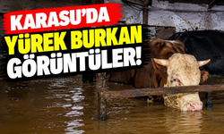 Karasu’da yürek burkan görüntüler! Büyükbaş hayvanlar ahırda sular altında kaldı
