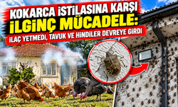 Kokarca istilasına karşı ilginç mücadele: İlaç yetmedi, tavuk ve hindiler devreye girdi