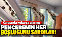 Karasu’da kokarca alarmı: Pencerenin her boşluğunu sardılar!