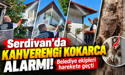 Serdivan'da kahverengi kokarca alarmı! Belediye ekipleri harekete geçti