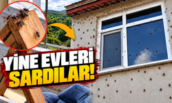 Ferizli’de kokarca istilası: Evlerin duvarlarını sardılar