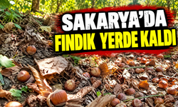 Geyve'de çiftçinin fındık isyanı! Toplamak yerine çürümeye bıraktı