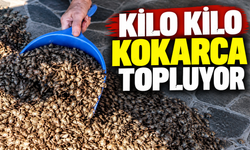 Sakarya'da kokarca istilası büyüyor! İlaçlama da çare olmadı