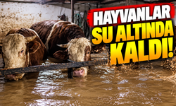 Karasu'da yürek burkan görüntüler!