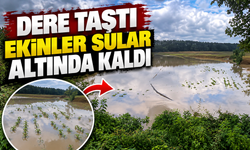 Sakarya'da sel tarım arazilerini vurdu!