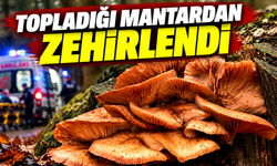 Akyazı'da yayladan topladığı mantarları yiyen kadın hastanelik oldu!