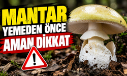Uzmanından mantar zehirlenmesi uyarısı! Pişirmek zehrini yok etmiyor