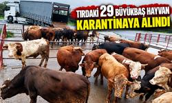 29 büyükbaş hayvan karantinaya alındı!