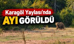 Karagöl Yaylası’nda ayı görüldü
