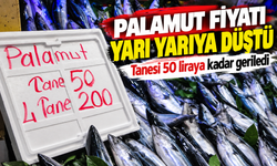 Palamut fiyatı yarı yarıya düştü: Tanesi 50 liraya kadar geriledi