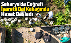 Sakarya’da Coğrafi İşaretli Bal Kabağında Hasat Başladı
