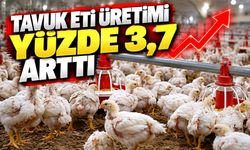 Türkiye'de tavuk eti ve yumurta üretimi arttı! TÜİK rakamları açıkladı