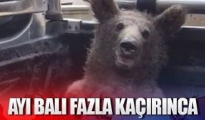 Fazla bal yiyen ayı kendinden geçti