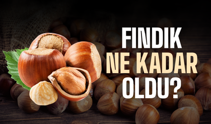 Sakarya’da fındık fiyatları belli oldu: İlçe ilçe güncel liste