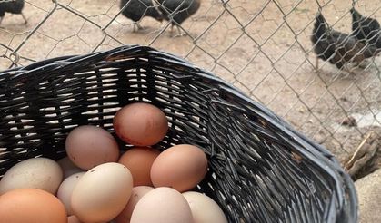 Yumurtada Fiyatlar Yeniden Yükselişe Geçti: Üreticiden İhracat Kotası Talebi