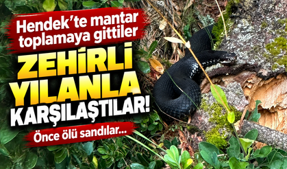 Hendek’te mantar toplamaya gittiler, zehirli yılanla karşılaştılar!