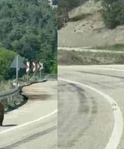 Kara Yoluna Çıkan Ayı Panik Yarattı