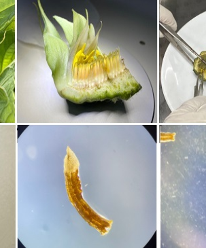 SUBÜ’den ayçiçeği ıslahında dev adım: 8 yıllık süre kısalacak