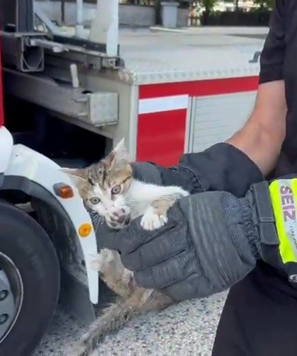 Ağaçta Mahsur Kalan Yavru Kedi İtfaiye Tarafından Kurtarıldı