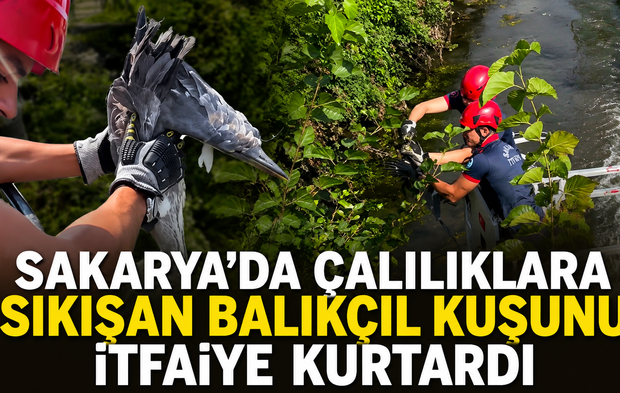 Sakarya’da çalılıklara sıkışan balıkçıl kuşunu itfaiye kurtardı