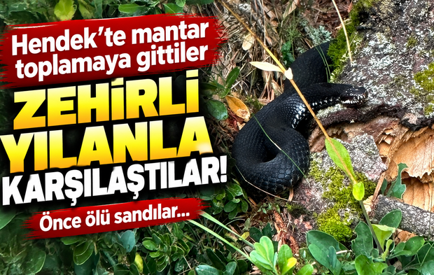 Hendek’te mantar toplamaya gittiler, zehirli yılanla karşılaştılar!