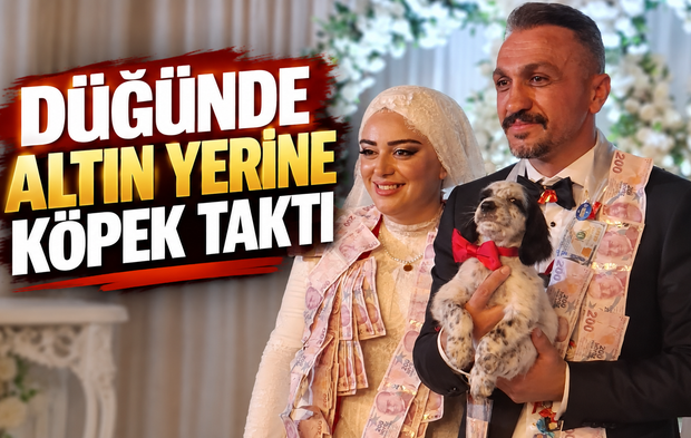 Trabzon’da düğünde şaşırtan takı! Damada altın yerine av köpeği yavrusu hediye edildi