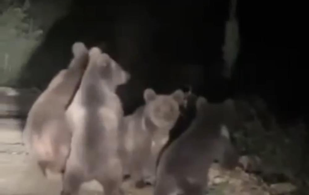 Yavrularıyla şehre indi