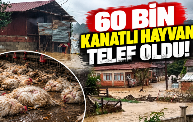 60 bin kanatlı hayvan telef oldu